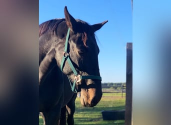 Oldenburg, Mare, 12 years, 16,2 hh, Black