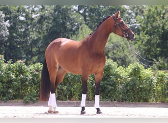 Oldenburg, Mare, 12 years, 16.2 hh, Brown