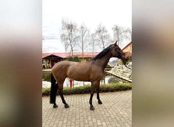 Oldenburg, Mare, 12 years, 16.2 hh, Brown