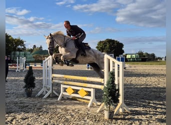 Oldenburg, Mare, 12 years, 16.2 hh, Grey-Fleabitten Oldenburg, Mare, 12 years, 16.2 hh, Grey-Fleabitten
