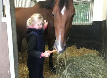 Oldenburg, Mare, 12 years, 16.3 hh, Brown
