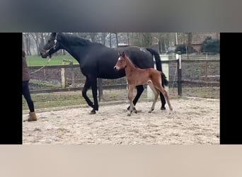 Oldenburg, Mare, 12 years, 16,3 hh, Smoky-Black