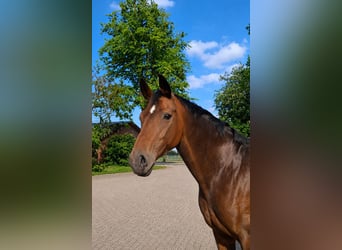 Oldenburg, Mare, 12 years, 16 hh, Bay-Dark