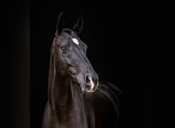 Oldenburg, Mare, 12 years, 16 hh, Bay-Dark