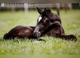 Oldenburg, Mare, 12 years, 16 hh, Bay-Dark