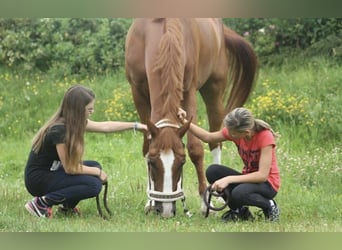 Oldenburg, Mare, 12 years, 16 hh, Bay-Dark
