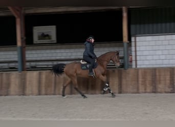 Oldenburg, Mare, 12 years, 16 hh, Brown