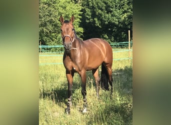 Oldenburg, Mare, 12 years, 16 hh, Brown