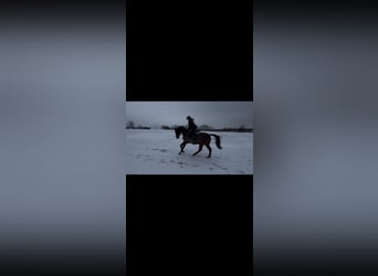 Oldenburg, Mare, 12 years, 16 hh, Brown