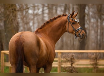 Oldenburg, Mare, 12 years, 16 hh, Chestnut-Red