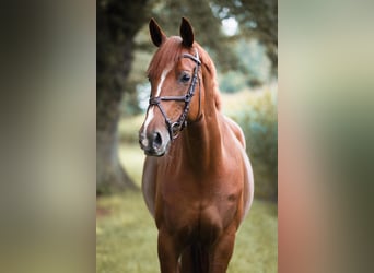 Oldenburg, Mare, 12 years, 16 hh, Chestnut-Red