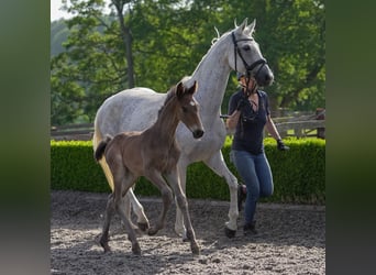 Oldenburg, Mare, 12 years, 16 hh, Gray-Fleabitten