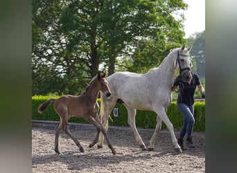 Oldenburg, Mare, 12 years, 16 hh, Gray-Fleabitten