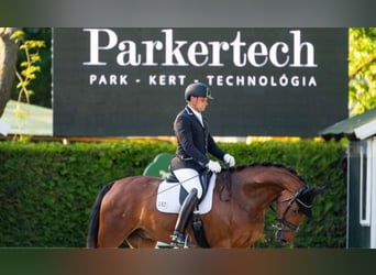 Oldenburg, Mare, 12 years, 16,1 hh, Bay-Dark
