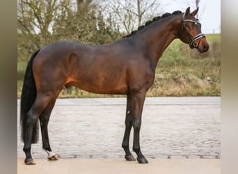 Oldenburg, Mare, 12 years, 16,1 hh, Brown