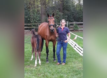 Oldenburg, Mare, 12 years, 16,1 hh, Brown