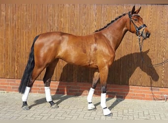 Oldenburg, Mare, 12 years, 16,1 hh, Brown