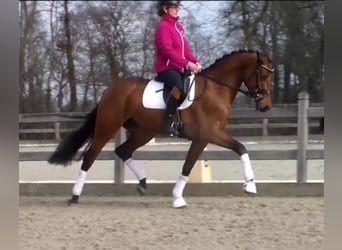 Oldenburg, Mare, 12 years, 16,1 hh, Brown