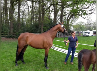Oldenburg, Mare, 12 years, 16,1 hh, Brown