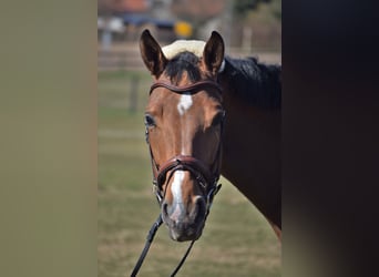 Oldenburg, Mare, 12 years, 16,1 hh, Brown