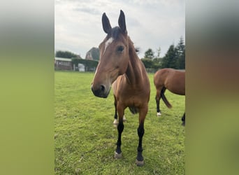 Oldenburg, Mare, 12 years, 16,1 hh, Brown-Light