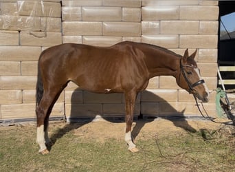 Oldenburg, Mare, 12 years, 16,1 hh, Chestnut-Red