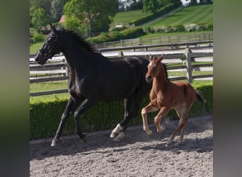 Oldenburg, Mare, 12 years, 16,2 hh, Black