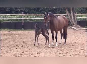 Oldenburg, Mare, 12 years, 16,2 hh, Brown