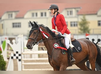 Oldenburg, Mare, 12 years, 16,2 hh, Brown