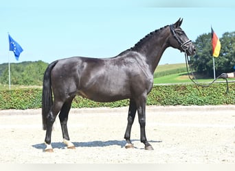 Oldenburg, Mare, 12 years, 16,2 hh, Smoky-Black