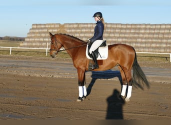 Oldenburg, Mare, 12 years, 16,3 hh, Brown