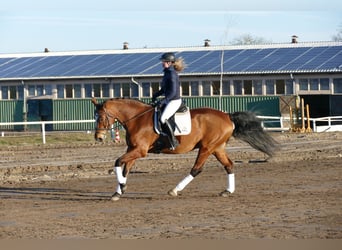 Oldenburg, Mare, 12 years, 16,3 hh, Brown