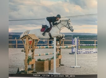 Oldenburg, Mare, 12 years, 16,3 hh, Gray