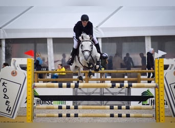 Oldenburg, Mare, 12 years, 16,3 hh, Gray