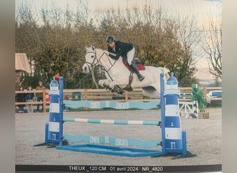 Oldenburg, Mare, 12 years, 16,3 hh, Gray