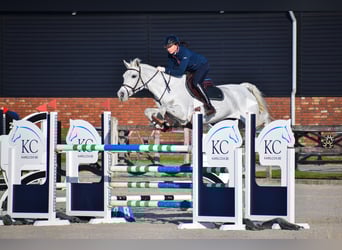 Oldenburg, Mare, 12 years, 16,3 hh, Gray