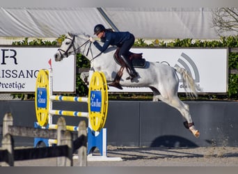 Oldenburg, Mare, 12 years, 16,3 hh, Gray