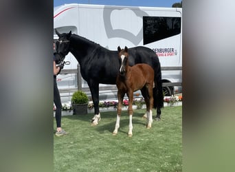 Oldenburg, Mare, 12 years, 17 hh, Black