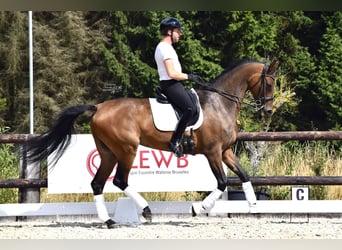 Oldenburg, Mare, 12 years, 17 hh, Brown