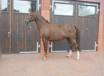 Oldenburg, Mare, 12 years, 17 hh, Chestnut