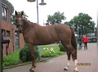 Oldenburg, Mare, 12 years, 17 hh, Chestnut