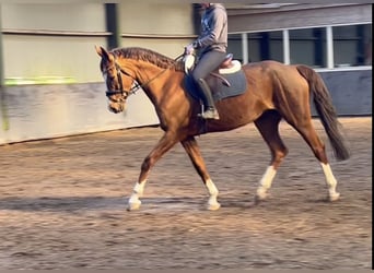 Oldenburg, Mare, 12 years, Brown