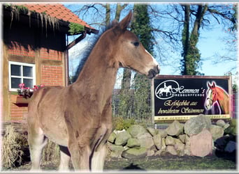 Oldenburg, Mare, 12 years