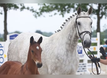 Oldenburg, Mare, 12 years, Grey