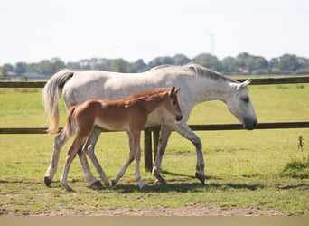 Oldenburg, Mare, 12 years, Grey