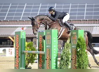 Oldenburg, Mare, 13 years, 15.2 hh, Brown Oldenburg, Mare, 13 years, 15.2 hh, Brown