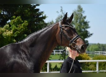 Oldenburg, Mare, 13 years, 16,1 hh, Bay-Dark