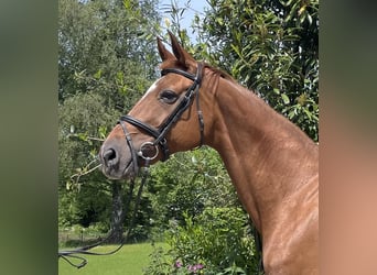 Oldenburg, Mare, 13 years, 16,1 hh, Chestnut