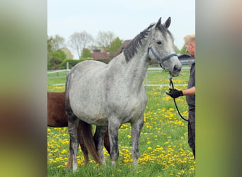 Oldenburg, Mare, 13 years, 16.1 hh, Gray