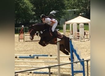 Oldenburg, Mare, 13 years, 16,2 hh, Bay-Dark